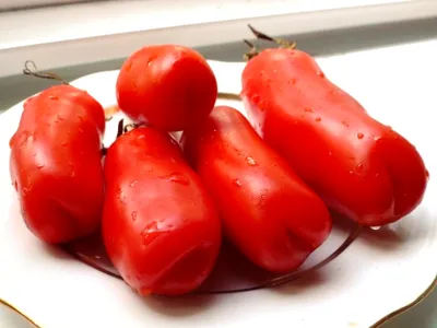 Мужское достоинство: описание сорта помидоров, характеристики томатов