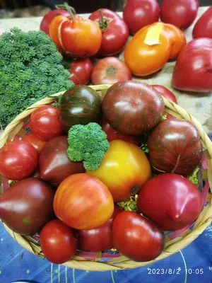 Цены на помидоры в Украине снизились - сколько стоят в супермаркетах и на  рынках