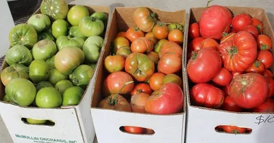 Агрофирма Аэлита Семена овощей томатов помидор для сада на подоконник балкон