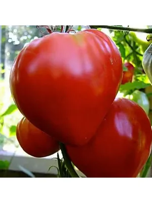 Как сохранить помидоры в домашних условиях: советы женщины дачницы | Огород- счастье | Дзен