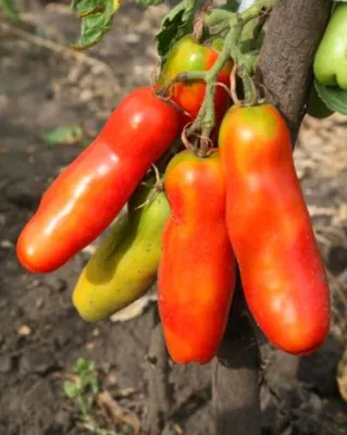 Характеристики Семена томат Женское счастье (10 шт) / VAMBARE, подробное  описание товара. Интернет-магазин OZON