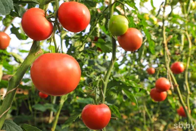 помидоры жируют что делать｜Поиск в TikTok