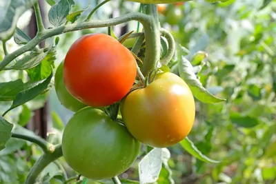 lll➤ Что делать, если томаты на грядке «жируют» ⭐ вся актуальная информация  на сайте agrostory.com