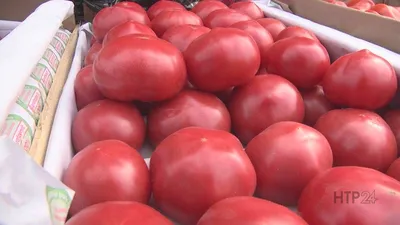 У вас не будет урожая помидоров, если они «жируют». Как исправить? -  Telegraf.news