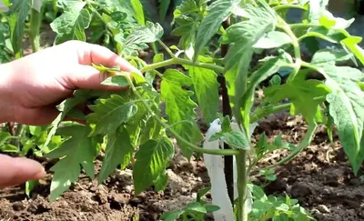 Что делать, если томаты жируют - советы, как спасти урожай — УНИАН
