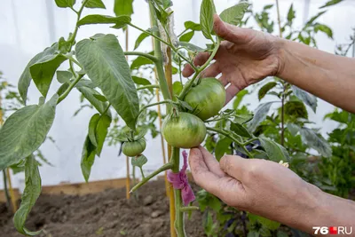 Почему не вызревают помидоры: 5 причин и ошибок агротехники — НТР 24