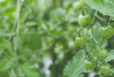 Как правильно выращивать помидоры, самые распространенные болезни томатов -  22 июля 2021 - НГС