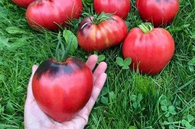 Что делать, если томаты «жируют»