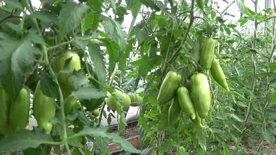 Новосибирская блогер-садовод раскрыла, чем подкормить томаты для налива |  СЕЛЬСКОЕ ХОЗЯЙСТВО | АиФ Новосибирск