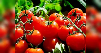 Какие листья томатов нельзя удалять | На грядке (Огород.ru)