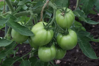 Семена почтой on Instagram: \"Вы сталкивались с проблемой жирования томатов?  Рассказываем, как с ней справиться! Рассмотрим, как определить начало  процесса жирования, обсудим, почему это может быть опасно и как помочь  растению не