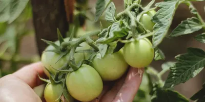 Дачные советы: боремся с вредителями и выращиваем томаты
