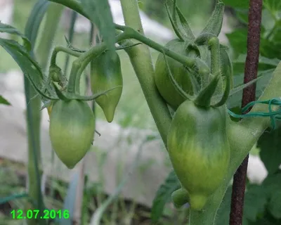 Три способа остановить жирование томатов, или как вернуть кустам  плодоношение!