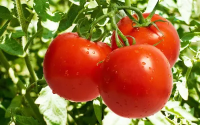 Выращивание томатов: причины плохой всхожести семян, правила питания и  полива - Інфоіндустрія