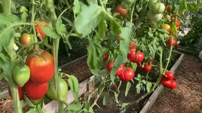 Как правильно сажать помидоры — АгроXXI