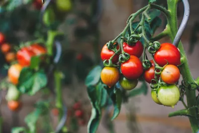 Жирование томатов: внешние признаки, причины и как устранить