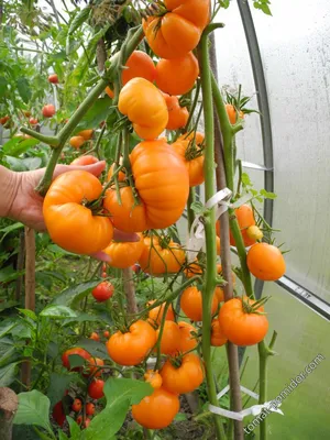 Чтобы томаты не «жирели», а хорошо завязывались