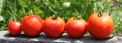 Чем подкормить помидоры для крупного урожая: рецепт без \"химии\"