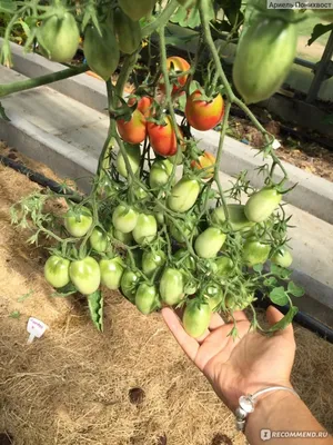 Подкормка томатов – как приготовить необходимые растворы самостоятельно -  «ФАКТЫ»