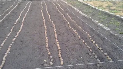 Посадка картофеля сдвоенными рядами фото фотографии
