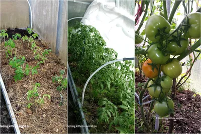 6 ключевых правил посадки помидор в теплице — подготовка, что класть в  лунку, схема посадки, подвязка | Дача - это маленькая жизнь | Дзен