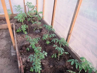 Посадка томатов в теплицу имеет свои тонкости: пока земля не прогреется,  больше не высаживаю пораньше | Дача ягодки цветочки | Дзен
