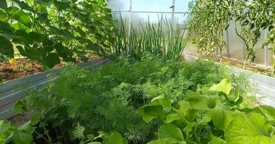 Уплотненные посадки в теплице: формируем удачное соседство овощей | На  грядке (Огород.ru)