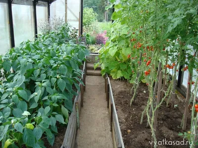 Как вырастить томаты и огурцы в одной теплице