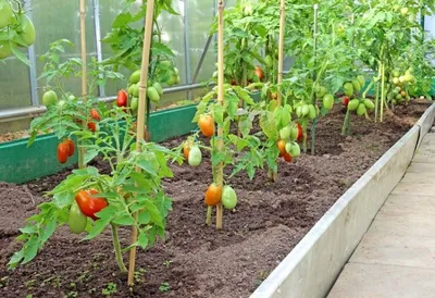 Схема посадки томатов в теплице: размещение, густота посадки, как и сколько  можно посадить