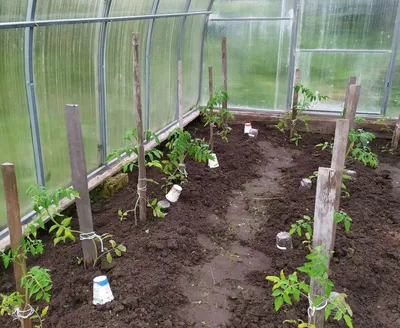 Высадка рассады томатов в теплицу. Когда и как высаживать рассаду помидоров  в теплицу.