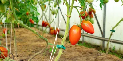 экологизация. рассада томатов в теплице Стоковое Фото - изображение  насчитывающей плантация, парник: 220842850