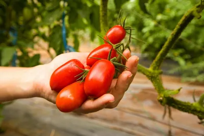 Посадка и выращивание помидор в теплице: лучшие сорта, пересадка рассады  помидор в теплице, уход