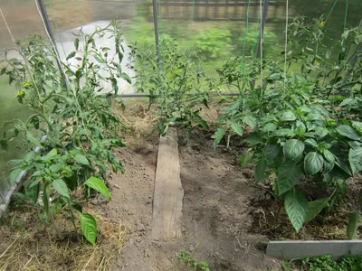 Самое удобное расположение кустов томатов в теплице. | Огородный хоровод |  Дзен