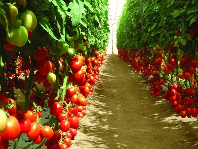 На каком расстоянии сажать помидоры в теплице и открытом грунте (схемы) |  Помидоры, Черенки растений, Растения