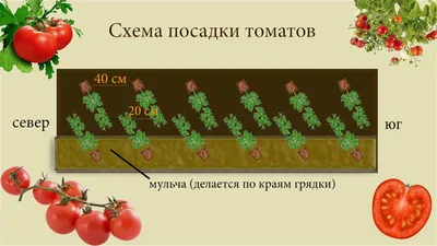 Посадка томатов в теплице фото фото