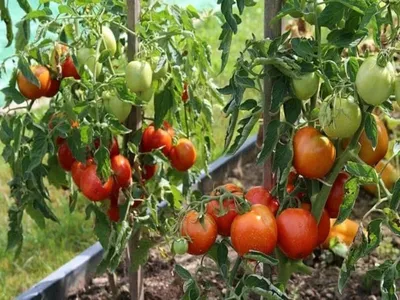 Схема посадки томатов в теплице, расстояние между рядами, кустами