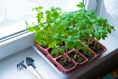 Фото-инструкция как сажать помидоры в теплице - Сказ о том, как мы строили  дом