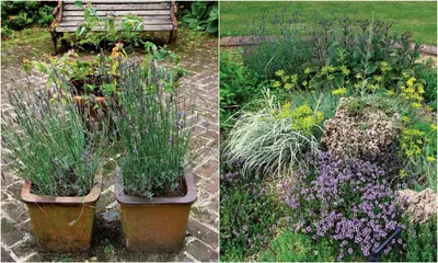 Пряные травы в вашем саду: идеи оформления, посадка и уход
