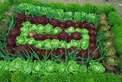 Что сажать на даче: 10 душистых трав, которые украсят ваш сад — Roomble.com
