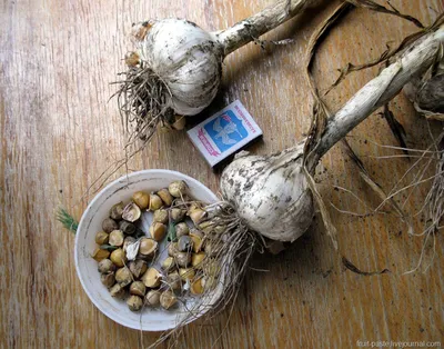 Лук Рокамболь - лук, чеснок, семена, купить, спб, причесночный лук