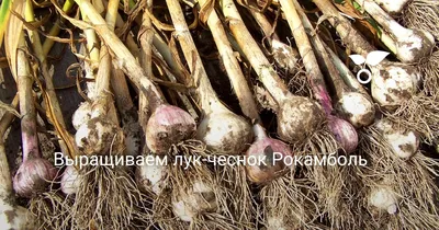 чеснок Рокамболь чесноко-лук очень крупные головки — купить в Красноярске.  Овощи на интернет-аукционе Au.ru