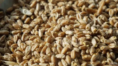 Пророщенная пшеница с шалфеем, 350 г KAMCHATKA 8601885 купить в  интернет-магазине Wildberries