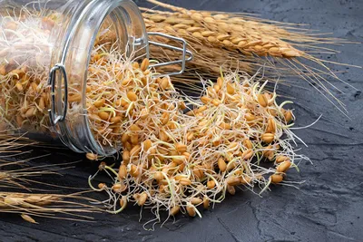 Пророщенная пшеница с крушиной, 350 г KAMCHATKA 9354012 купить в  интернет-магазине Wildberries