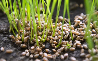 Как Проращивать Пшеницу Дома How to Sprout Wheat Grass at Home 밀새싹 키우기 -  YouTube