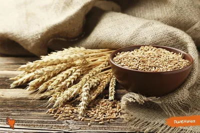 Зачем есть пророщенную пшеницу