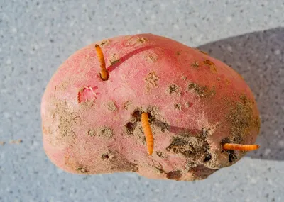 Средство от проволочника на картофеле Провотокc Avgust 40 г купить недорого  в интернет-магазине товаров для сада Бауцентр
