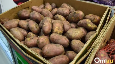 Средство от проволочника на картофеле Провотокc Avgust 120 г купить  недорого в интернет-магазине товаров для сада Бауцентр