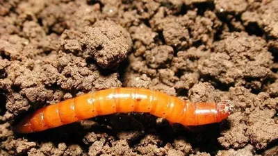Проволочник - личинка жука-щелкуна на картофеле крупный план Stock Photo |  Adobe Stock