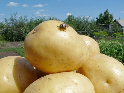 ФОРС® - гранулированный инсектицид от компании Сингента для защиты картофеля  от проволочника