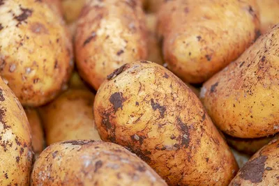 Клубнещит (амп.25мл) для обработки картофеля от колорадского жука,  проволочника, тли и болезней • Совместные покупки SuperPuper